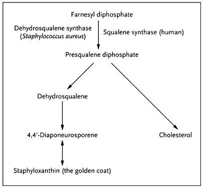Figura 1: biosíntesis de la estafiloxantina