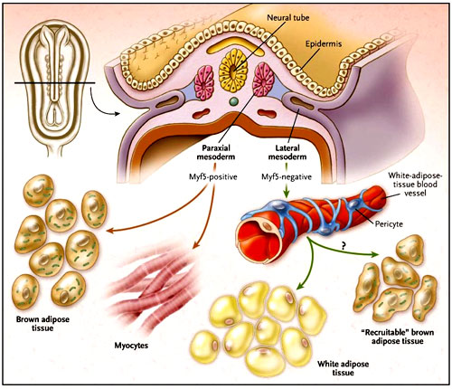 Figura 1: origen celular del tejido adiposo pardo