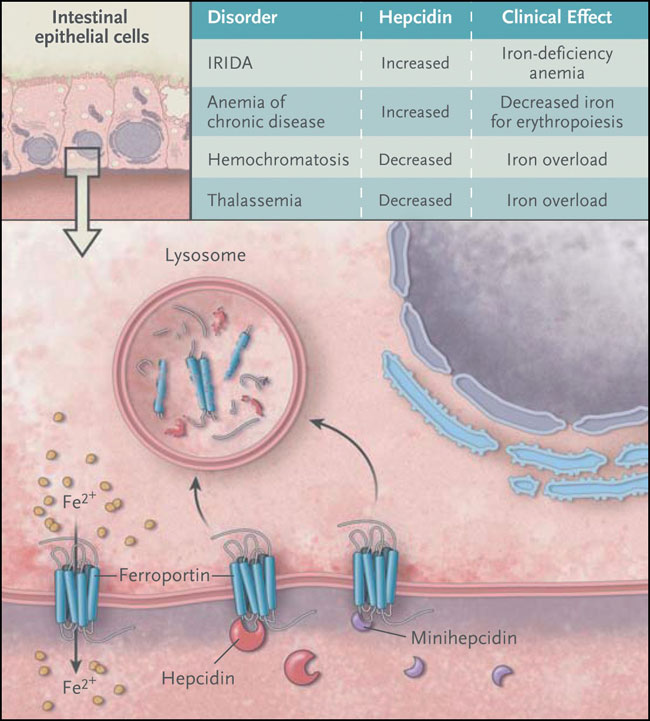 Figura 1: eje hepcidina-ferroportina