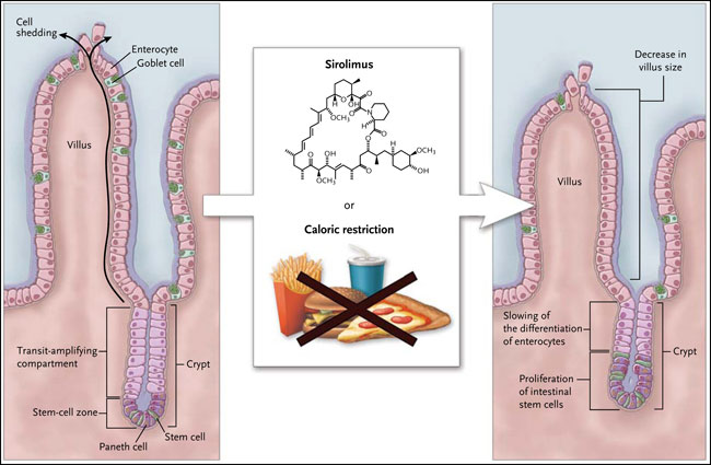 Figura 1: construyendo el intestino