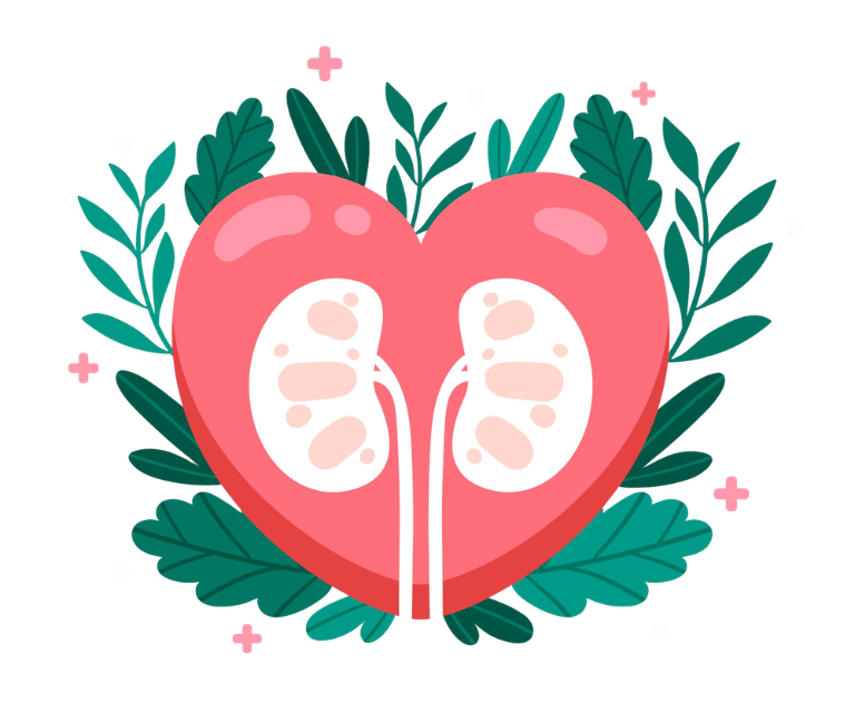 Corazón, riñón y metabolismo hablan entre sí