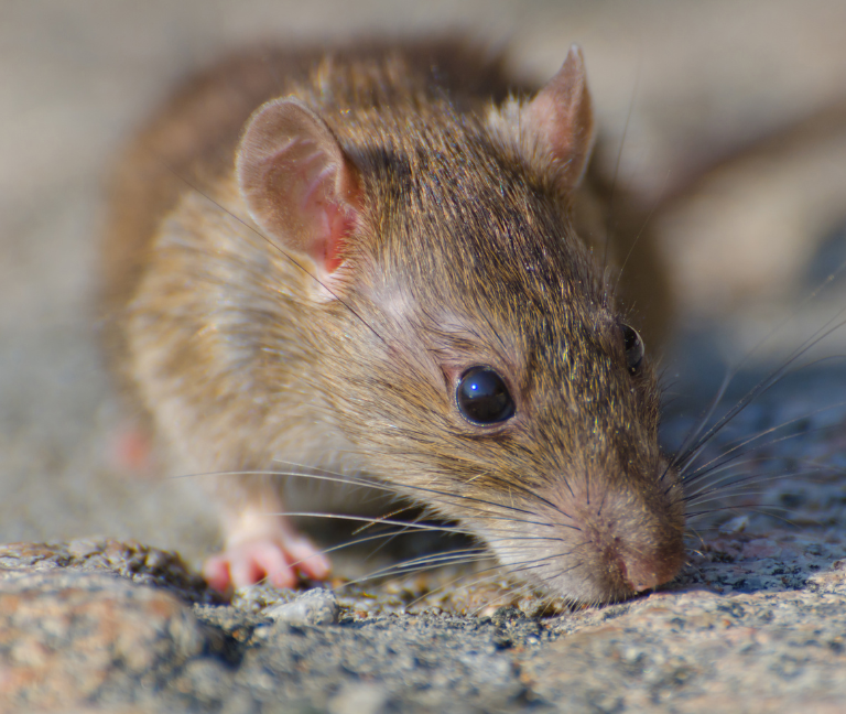 El hantavirus que sí contagia entre humanos