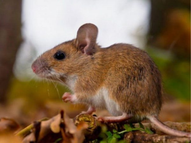 hantavirus, ministerio de salud pública, msp, vigilancia epidemiológica