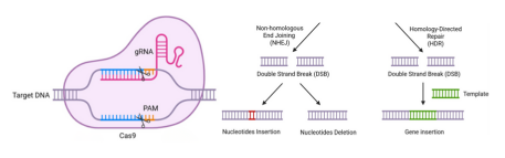 CRISPR/Cas: la pieza faltante para la gestión del VIH/SIDA