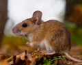 hantavirus, ministerio de salud pública, msp, vigilancia epidemiológica