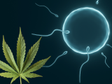 cannabis, THC, fertilidad femenina, salud reproductiva