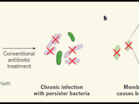 Embestida contra bacterias persistentes