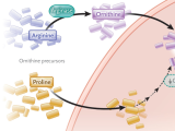 cáncer, tratamientos oncológicos, cáncer pediátrico, neuroblastoma, oncología pediátrica